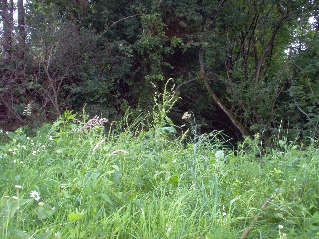 20110000 LA PAVÉE Pont-Farcy 19.jpg - IM000279.JPG